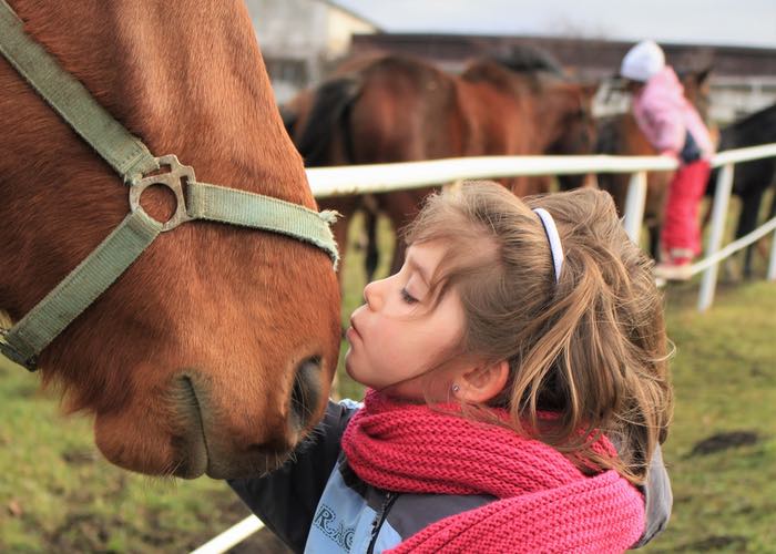 horse feed for ulcers